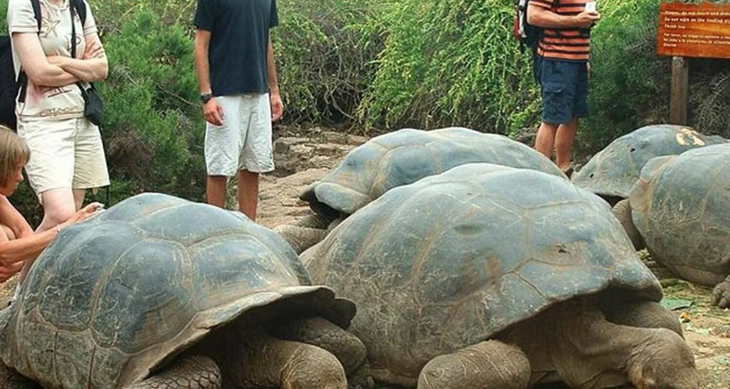 Место обитания большой черепахи. Галапагосская черепаха вес. Галапагосская слоновая черепаха. Остров Галапагос черепахи. Галапагосские острова черепахи.