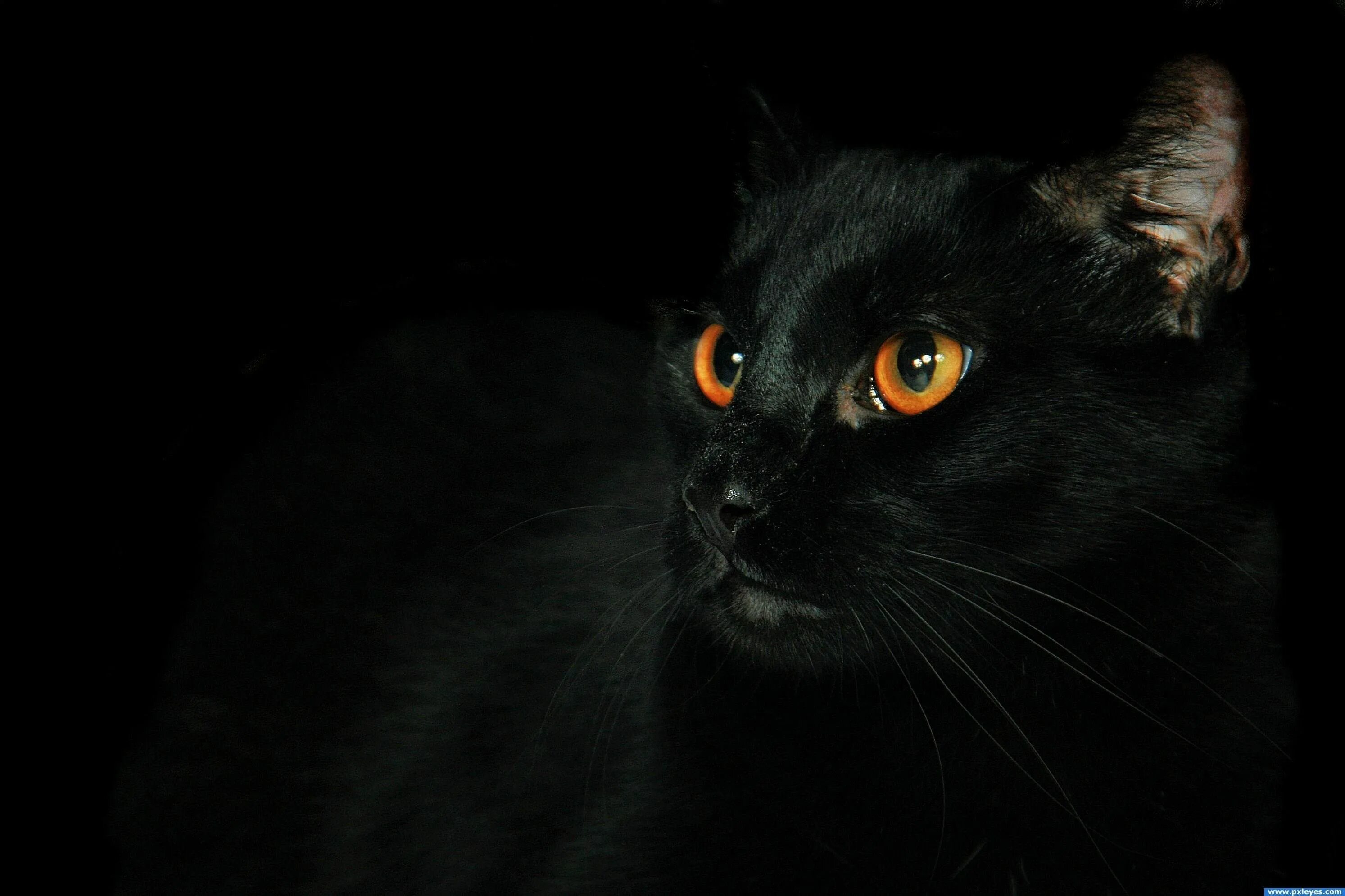 Лицо черного кота