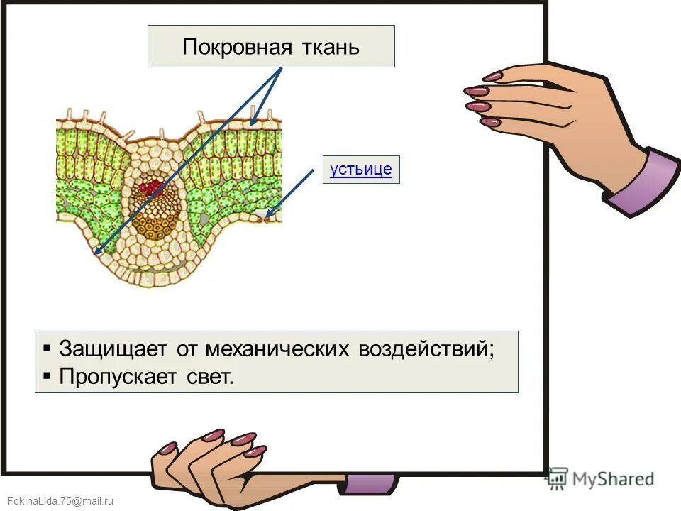 Толщина покровной ткани папоротника. Покровная ткань. Покровная ткань с устьицами. Покровная ткань листа. Покровная пленка.