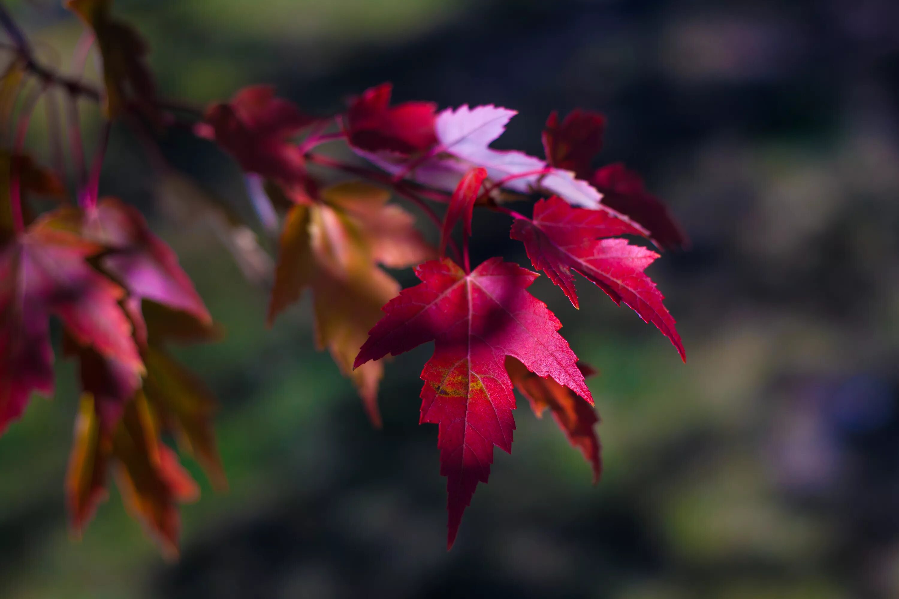 Клен красный autumn Radiance. Осенний клен Заболоцкий. Бордовый клен. Красивые листья.