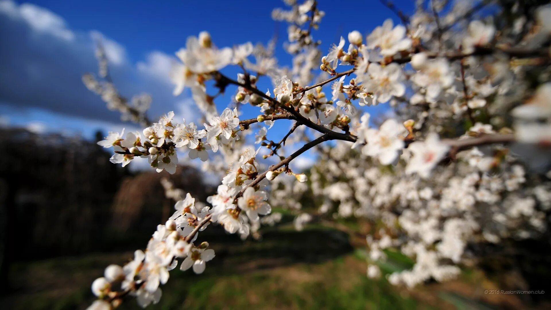 Природа весной. Spring is russia