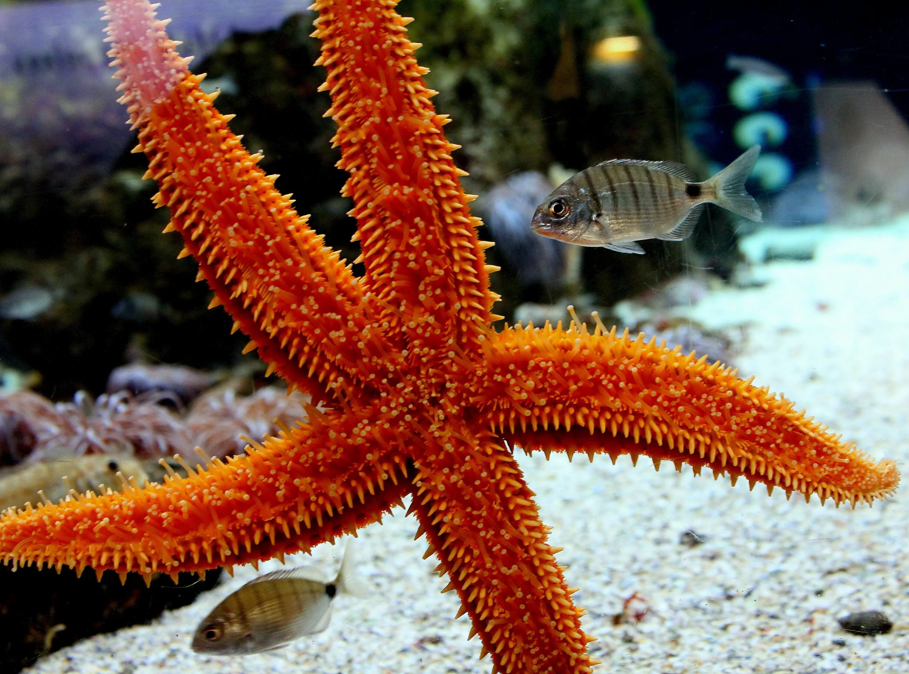 Характеристика морской звезды. Иглокожие морские звезды. Иглокожие Echinodermata. Иглокожие звезда. Иглокожие Барьерный риф морская звезда.