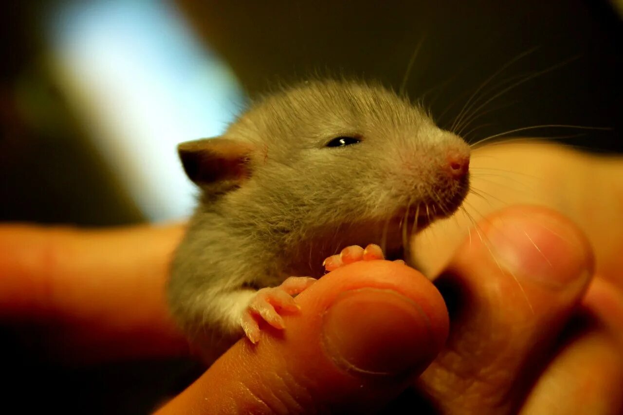 маленькая мышь. декоративная крыса дамбо. крыса дамбо серая. крыса дамбо капюшоновая. крыса декоративная дамбо голубая.