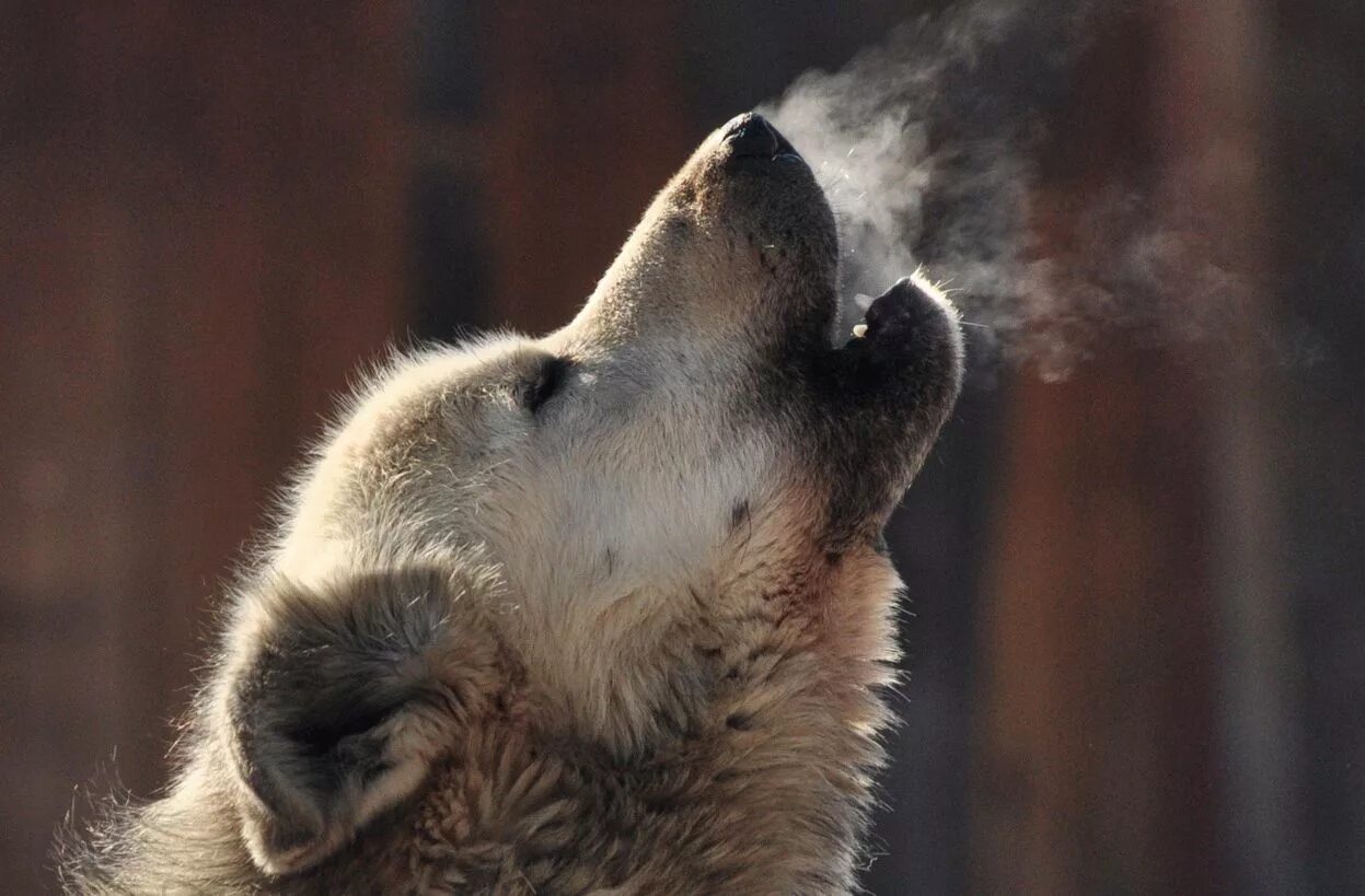 Почему собака воет. Лабрадор ретривер лает. Собака воет. Пес воет. Вой собаки во дворе.