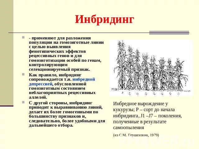 Близкородственное скрещивание получение чистых линий скрещивание