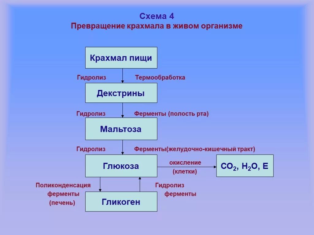 Какие вещества образуются при гидролизе белков. Схема превращения крахмала в организме человека. Схема расщепления крахмала. Превращение крахмала пищи в организме. Гидролиз белков в организме.