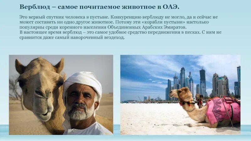 Животные арабские эмираты. ОАЭ интересные факты. Презентация на тему ОАЭ.