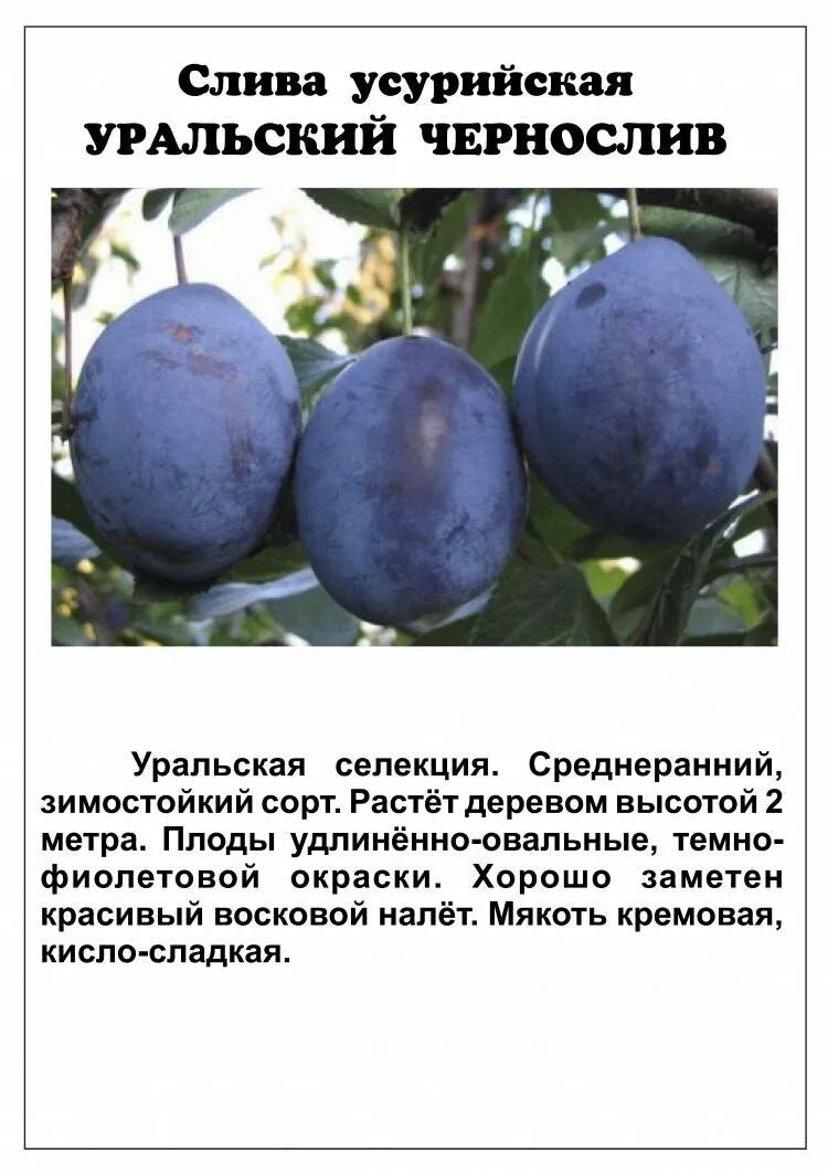 Слива описание фото отзывы Смородина черная Нара Сорт раннего срока созревания. Фотография из альбома Плодо