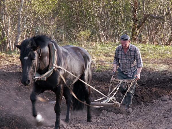 Как животное которое работает на пашне конь. Плуг для лошади. Лошадь запряженная в плуг. Лошадь на пашне. Пахать землю.