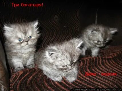 Зря смеетесь