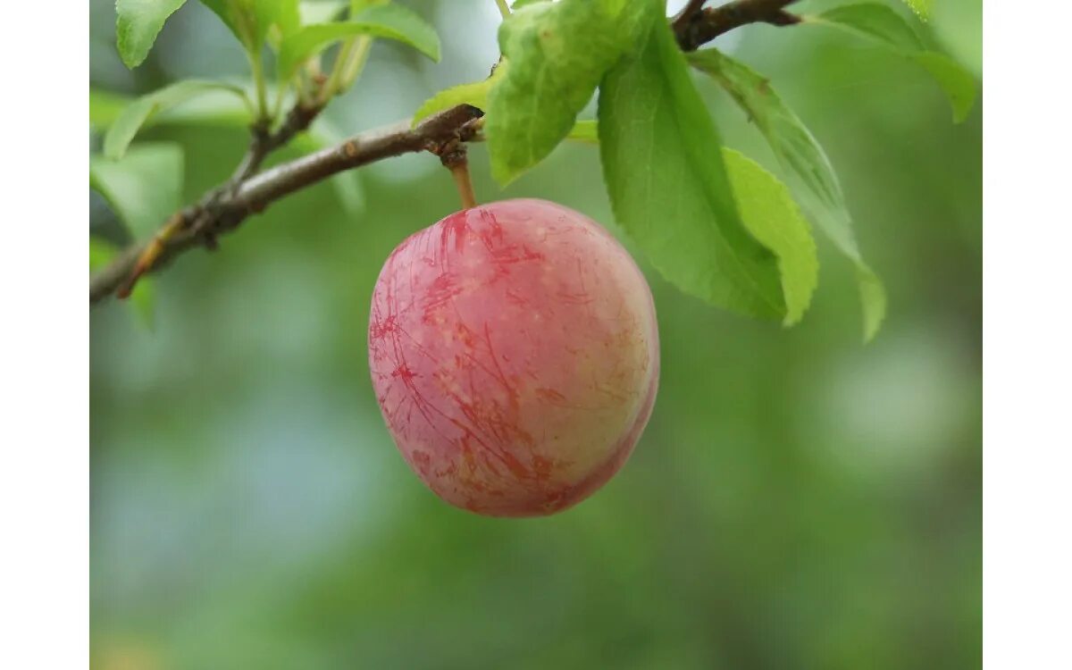 Гибриды саженцев. Слива китайская иволистная. Prunus salicina. Алыча Оцарк премьер. Слива «Prunus pumila depressa».