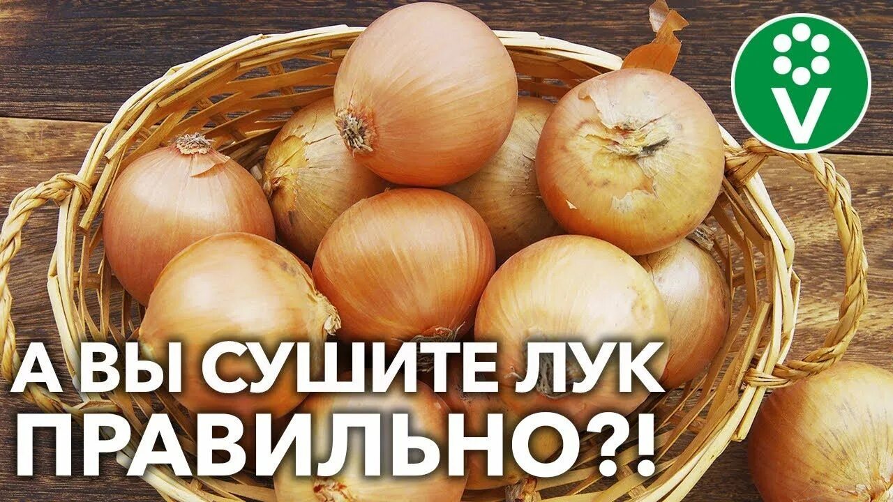 Как сохранить лук дома. Лук репчатый отходы. как хранится лук.