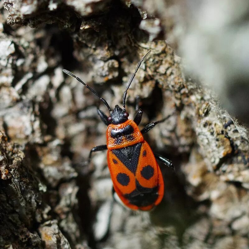 клоп-солдатик – pyrrhocoris apterus. жук пожарник клоп солдатик. жук красноклоп солдатик. красноклоп бескрылый. жук пожарник клоп солдатик.