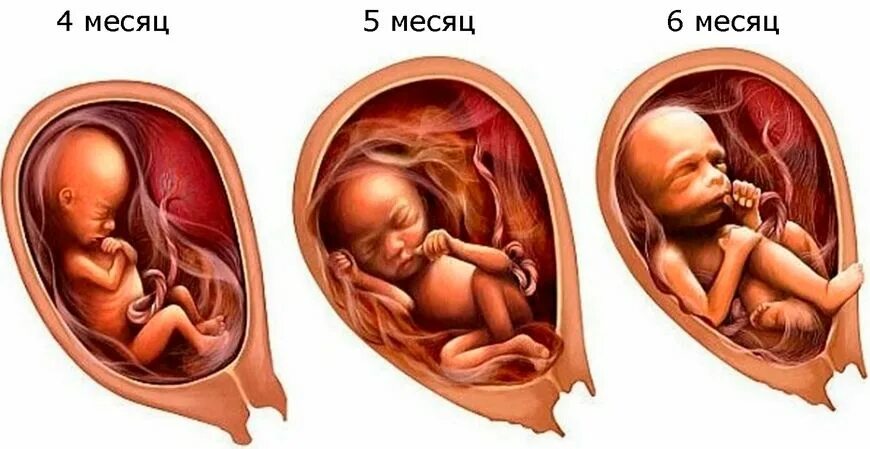 Плод на 5 месяце беременности. Ребёнок на 5 месяце беременности. 25 недель триместр