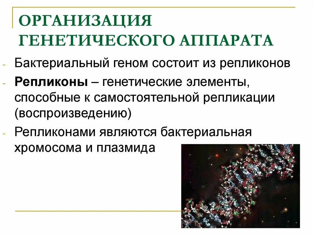 Строение генетического аппарата микроорганизмов. Структура генетического аппарата бактерий. Организация генетического аппарата у бактерий. Генетический аппарат бактерий и вирусов. Пересадка генов днк бактерий