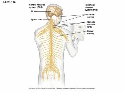 Cns