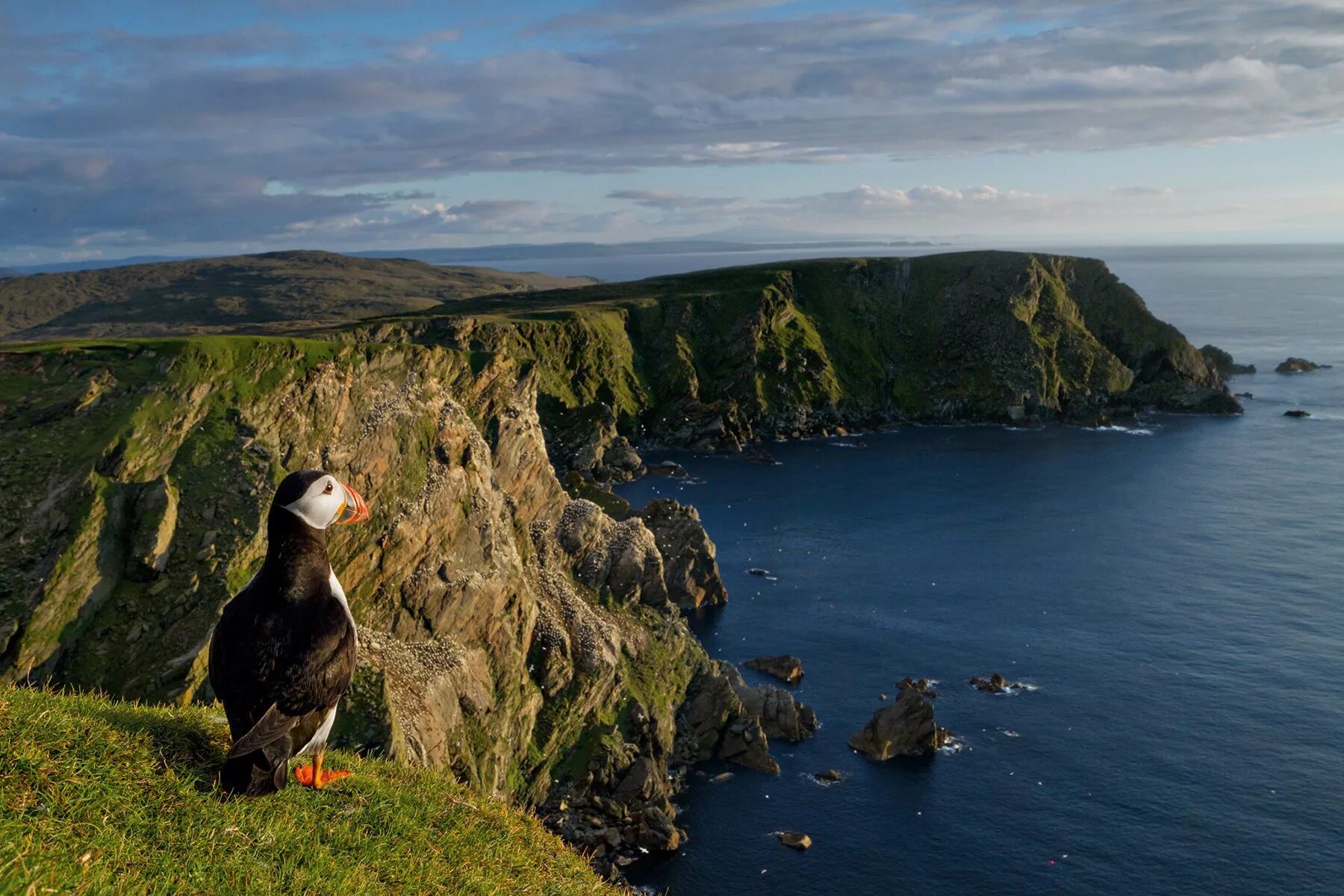 Шетландские острова, Шотландия. Остров Анст Шотландия. Природа Шетландских островов. Шетландские острова животные. National island