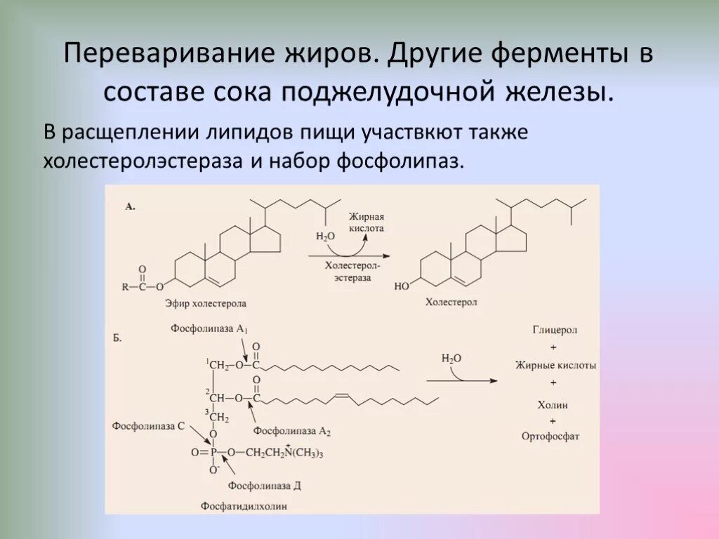 Ферменты поджелудочной железы расщепляются. Ферменты переваривающие нейтральные жиры. Переваривание липидов фосфолипаза а2. Ферменты переваривания фосфолипидов. Переваривание липидов биохимия.