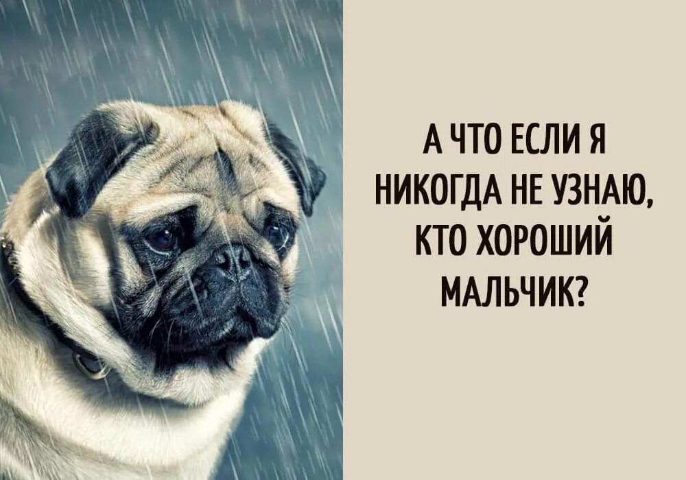 о чем думают собаки. собачьи мысли приколы. мысли щенка. мышление собак. мысли щенка.