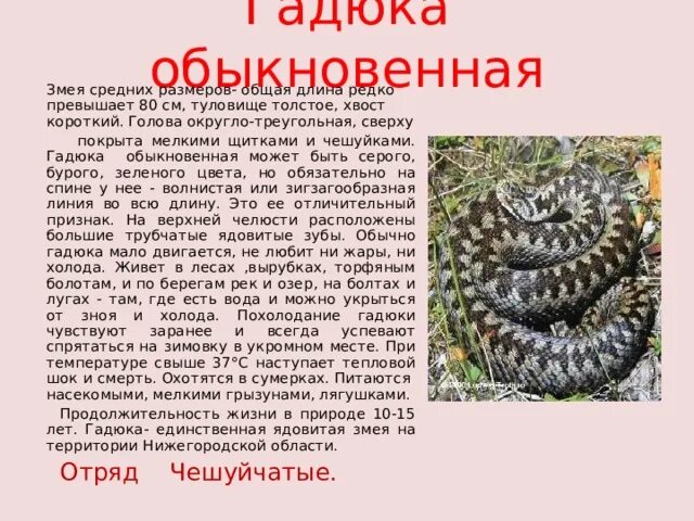 Гадюка обыкновенная описание 3 класс окружающий мир. Описание рассказ гадюка обыкновенная. Гадюка обыкновенная 3 класс окружающий мир. Гадюка обыкновенная описание 2 класс. Гадюка 2 класс окружающий