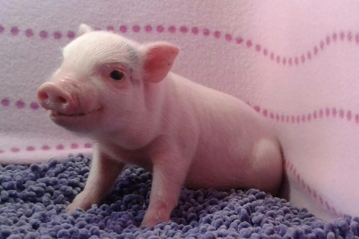 Мини поросенок. Как называется свинья. Минипиг хряк. Свинья девочка как называется. Девушка с поросенком.