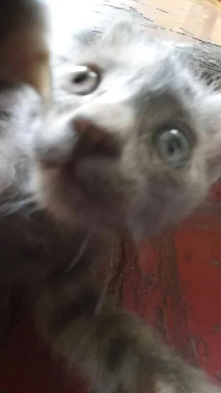 Космические котята. Мемы с котиками. Гифка с котом. Два кота. Котик в космосе.