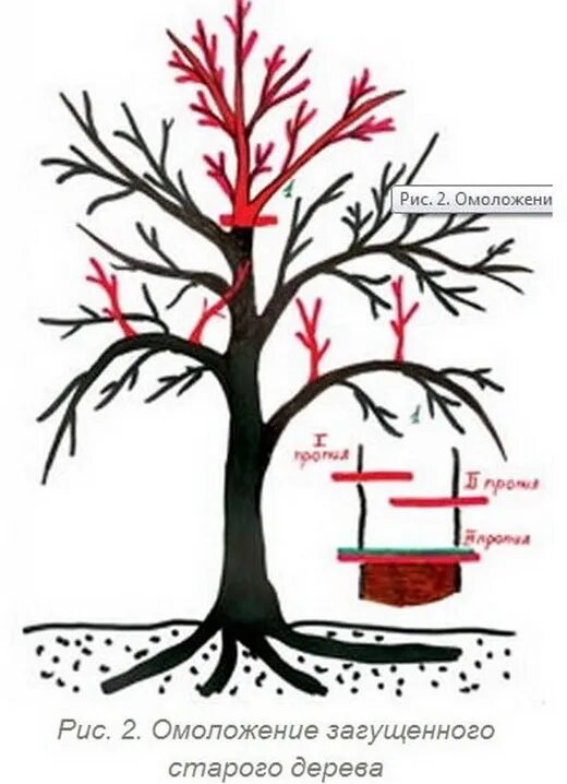 Как правильно обрезать яблоню весной старую схема. Омолаживающая обрезка яблони весной схема. Схема омолаживающей обрезки яблони. Омолаживание старой яблони весной. Обрезка запущенной яблони