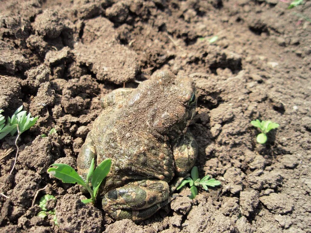 Как избавиться от лягушек на участке. Земляная жаба. Торфяная жаба. Жаба и Земляная лягушка. Земляная лягушка на огороде.
