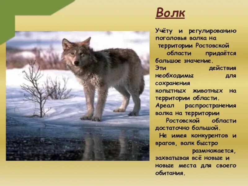 Степной волк краткое содержание