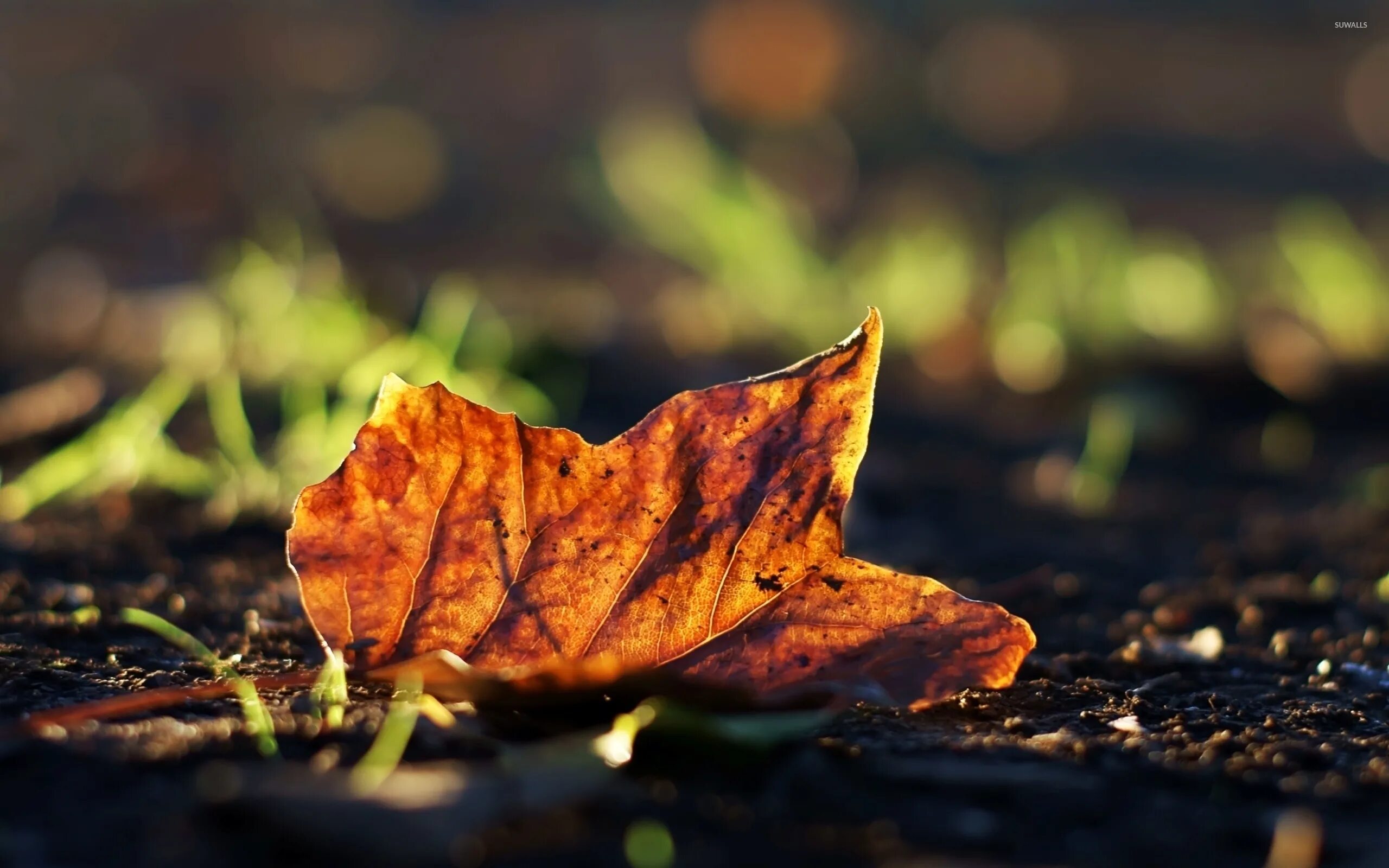 Leaves on the back. Осень макро. Листья на земле. Осенние листья на земле. Осенние листья на земле макро.