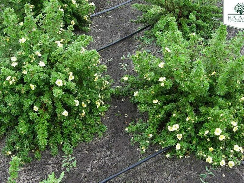 Как размножается лапчатка кустарниковая. Композиции с лапчаткой кустарниковой. лапчатка годфингер. клумба с лапчаткой кустарниковой. лапчатка кустарниковая в ландшафтном дизайне.
