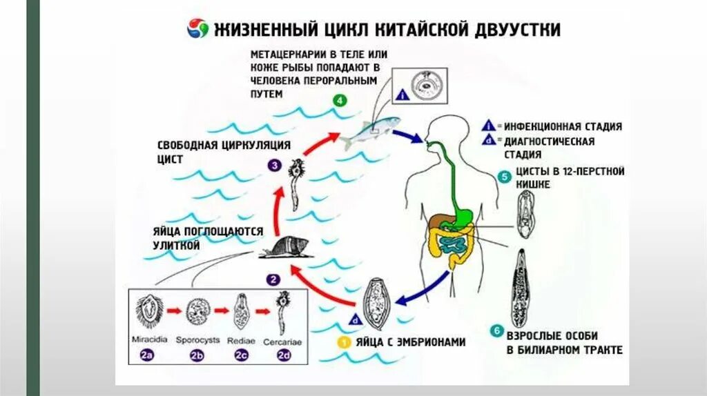 Каким образом попадают. Жизненный цикл китайского сосальщика таблица. Цикл развития ришты схема. Жизненный цикл ришты схема.