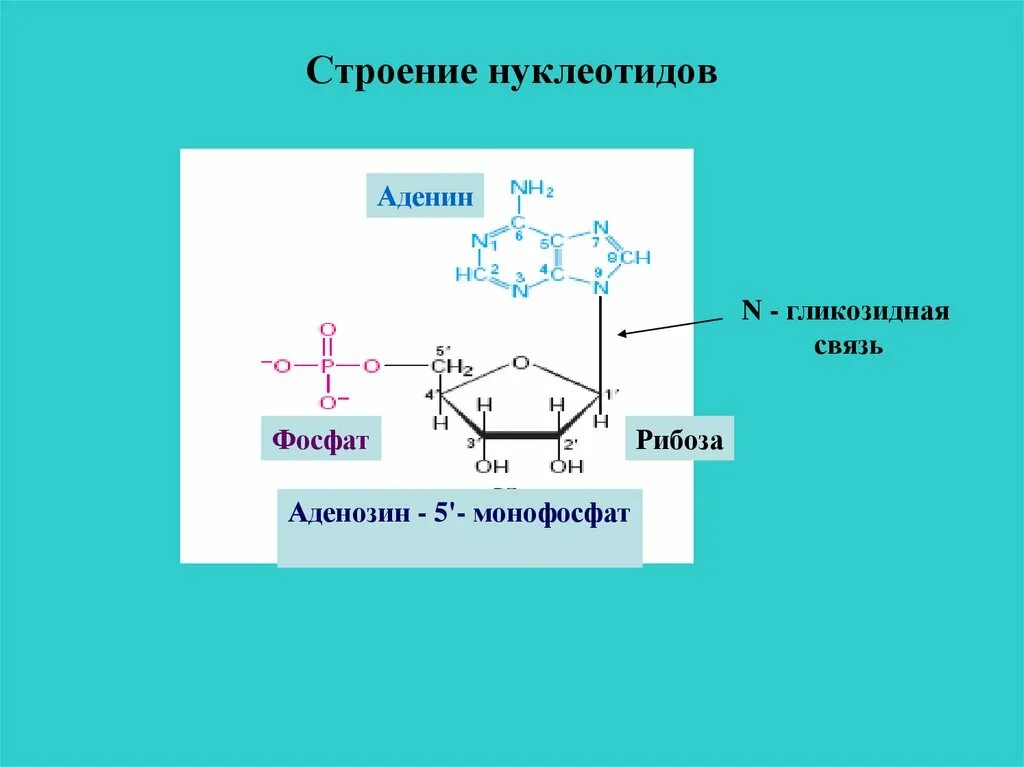 Назовите часть нуклеотида. Аденозин 5 монофосфат. Рибонуклеотиды аденозин-5-фосфат. Нуклеотид аденозин 5 фосфат. N гликозидная связь аденозина.