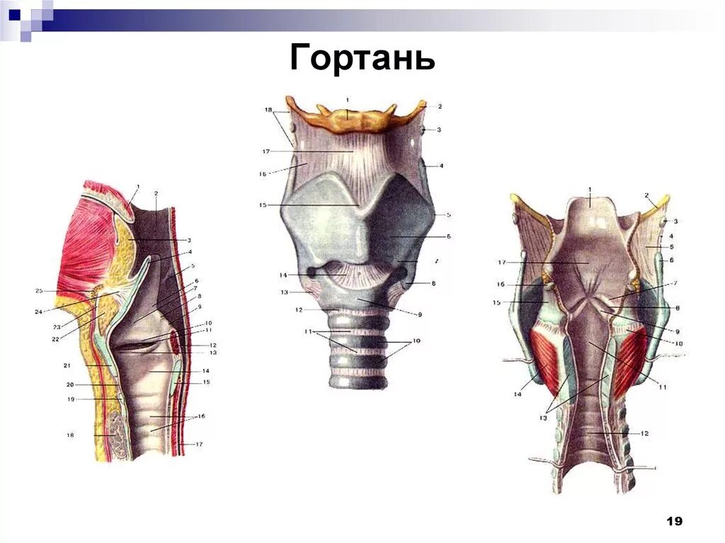 эластические хрящи гортани. гортань строение анатомия хрящи. суставы гортани анатомия. гортань образована мелкими костями. гортань строение и функции.