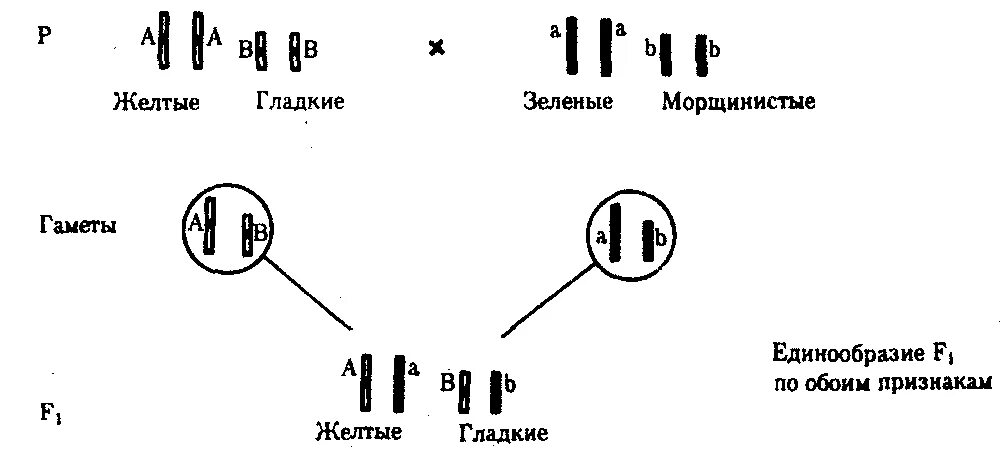 Независимое наследование признаков сколько типов гамет. Независимое и сцепленное наследование. Зависимое наследование. Независимое наследование признаков. Независимое комбинирование и сцепленное наследование.