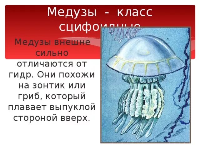 На что похоже медуза. На что похоже медуза
