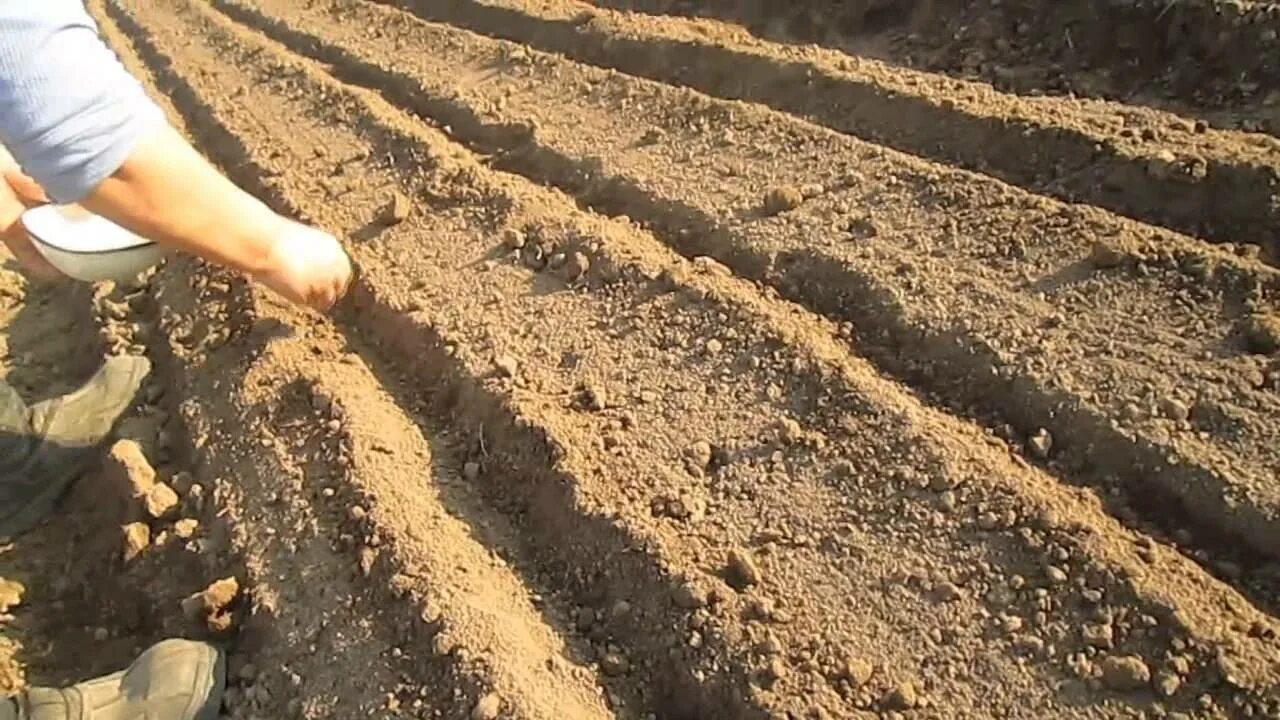 Сеем морковь правильно весной без прореживания. Посадка моркови. борозда на грядке. посадка моркови весной в открытый грунт. бороздки на грядке.