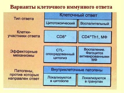Периоды иммунного ответа