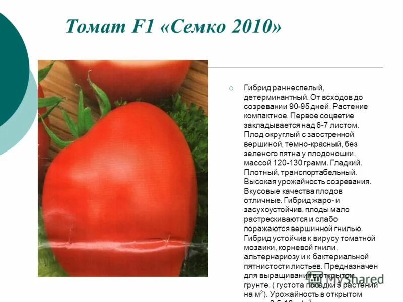 Томат самбек характеристика и описание. Семко 2010 f1. томат семко 2010 f1. семко f1 томаты. томат семко союз f1.