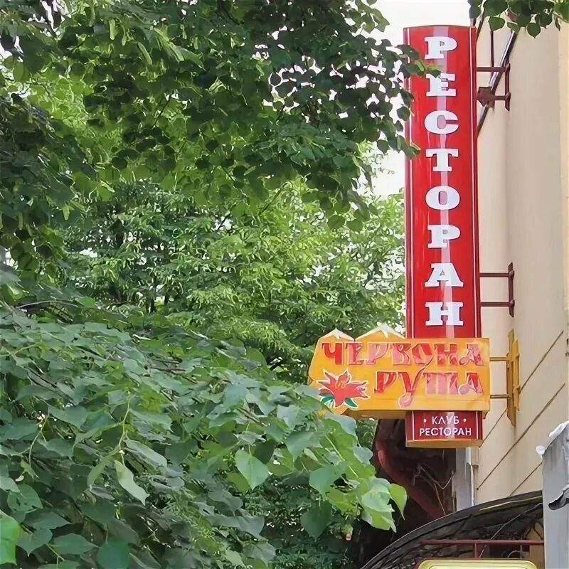 Червона рута ул карла маркса 60 фото На Теребовлянщині зацвіла легендарна червона рута: вражаюче фото Від Тарнополя д