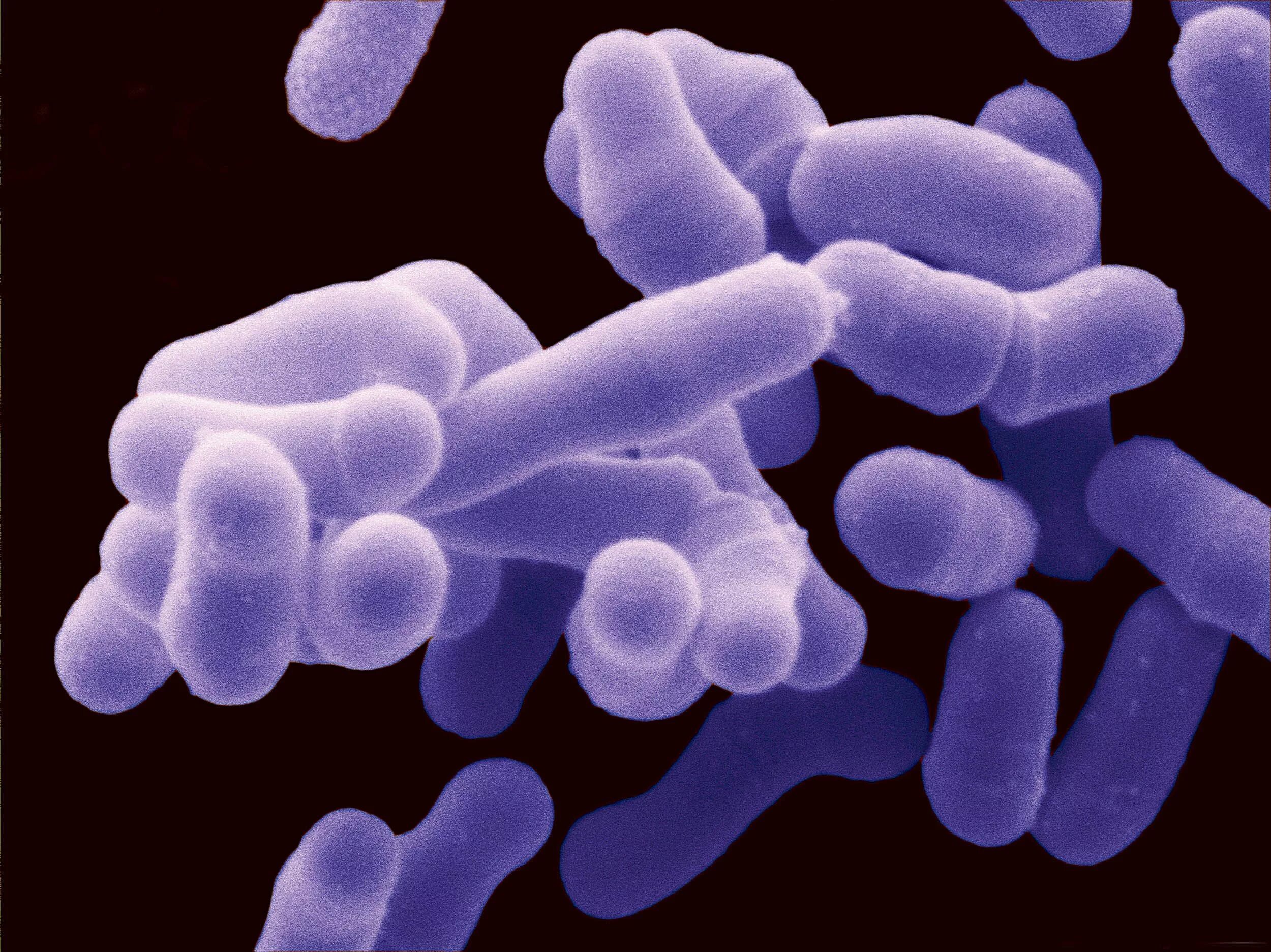 Почему бактерии могут быть помощниками земледельца. Бактерия bacillus subtilis. бактерии фармацевты. микроорганизмы в фармации. микроорганизмы в кулинарии.