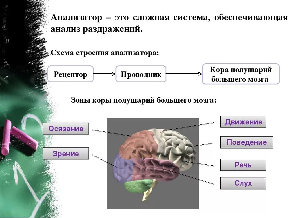 Анализаторы биология 8 класс. Строение анализатора. Строение анализатора человека. Рецепторы и анализаторы человека.