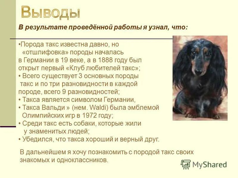 Такса вес щенков. Продолжительность жизни таксы. средняя продолжительность жизни таксы. продолжительность жизни собак такса. такса по месяцам.