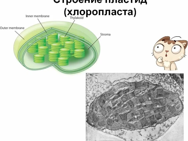 Первичный хлоропласт. Строение хлоропласта микроскоп. Препарат строение хлоропласта. Схема строения хлоропласта. Внутреннее строение хлоропласта.