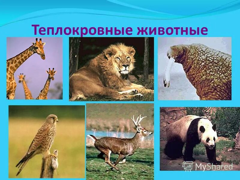 признак теплокровных животных