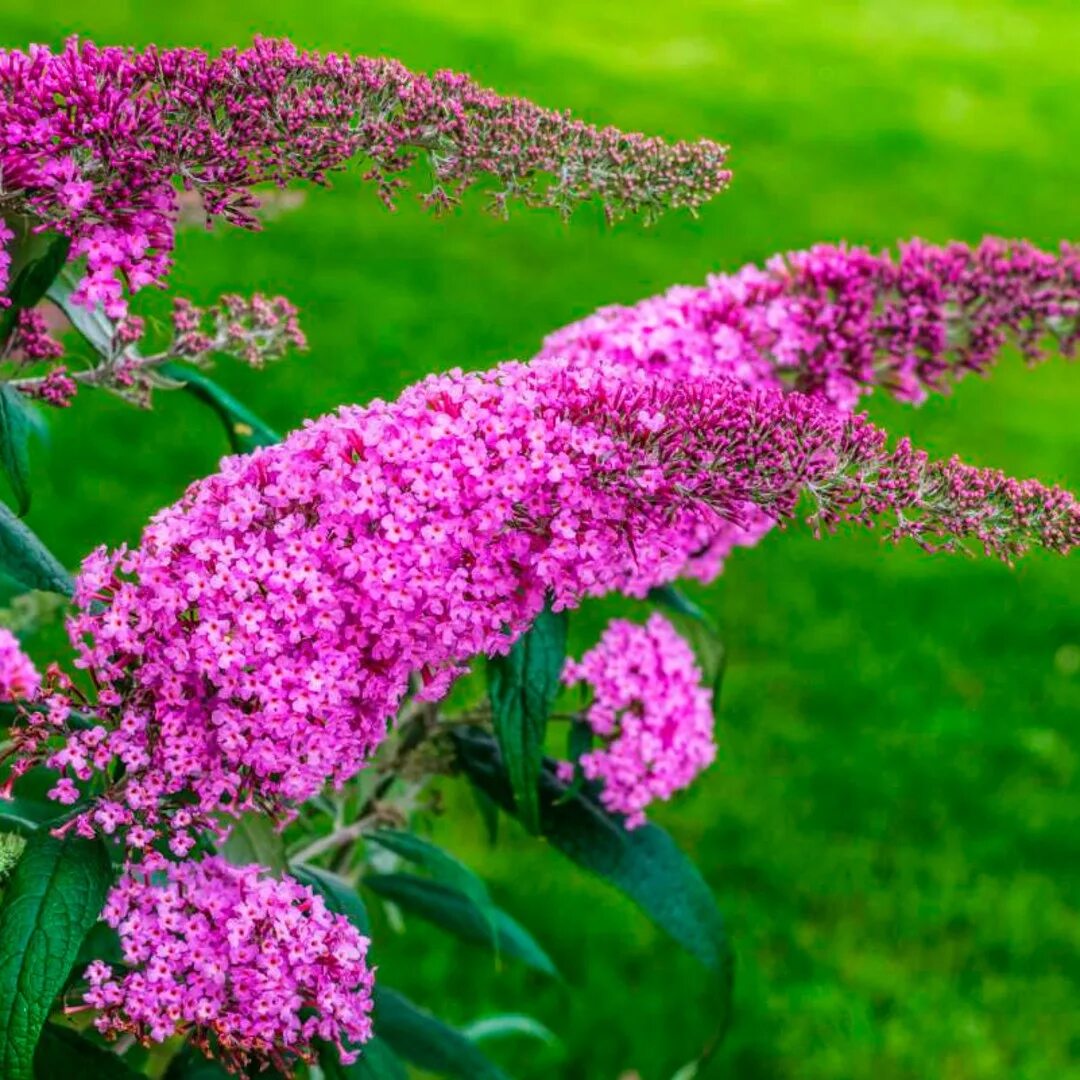 кустарник давида будлея. кустарник буддлея давида. летняя сирень буддлея. сирень буддлея давида. кустарник давида будлея.