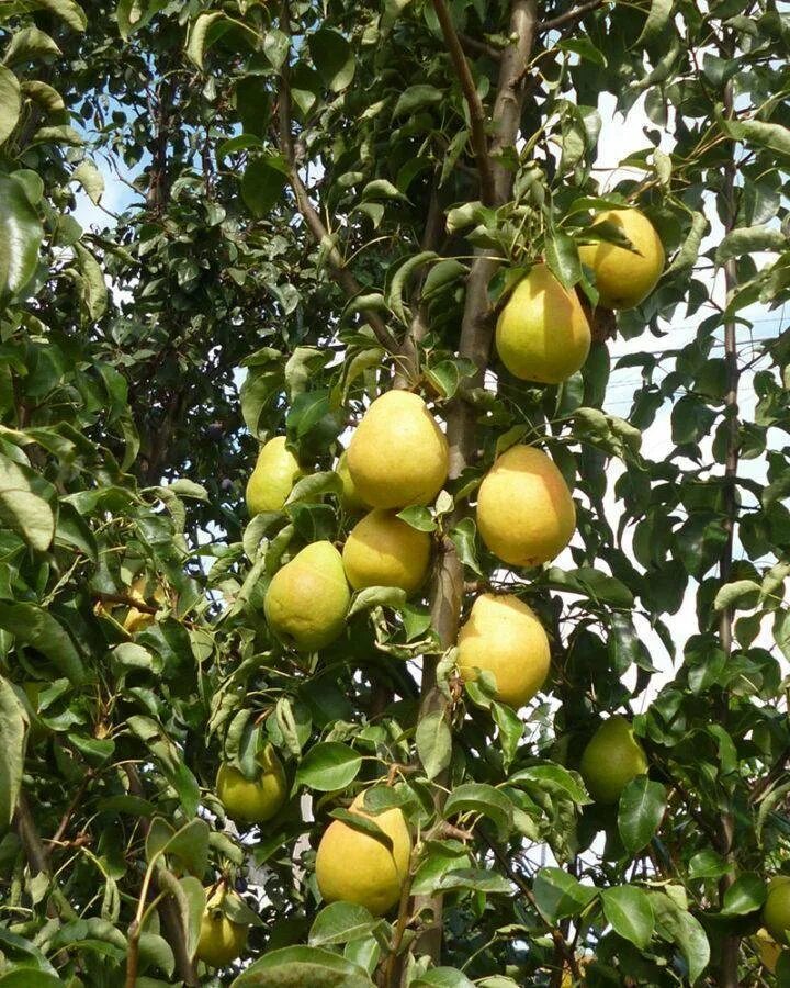 Груша лад. Груша лад. Груша кафедральная (летний сорт). Груша "чижовская", pyrus communis. Груша триумф пакгама.