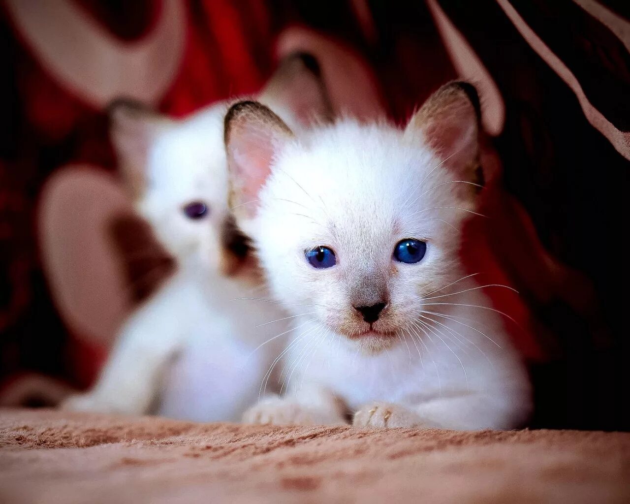 спящий котенок. милые котята спят. к чему снятся белые котята маленькие женщине. к чему снятся белые котята маленькие женщине. маленький милый котенок.