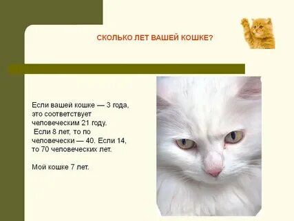 Сколько время в кота