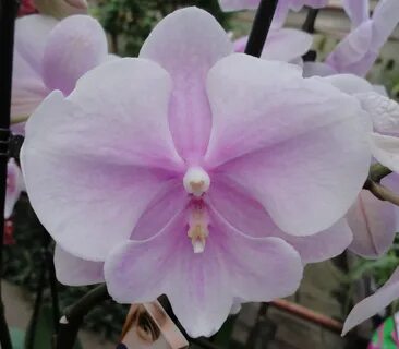 0 out of 5. Орхидеи. ₽. 0. 0,00. 